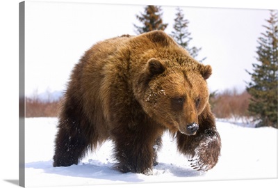Brown Bear Walks In Snow, Southcentral, Alaska