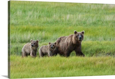 Brown Bear Walks With Her Cubs In A Meadow, Lake Clark National Park, Alaska