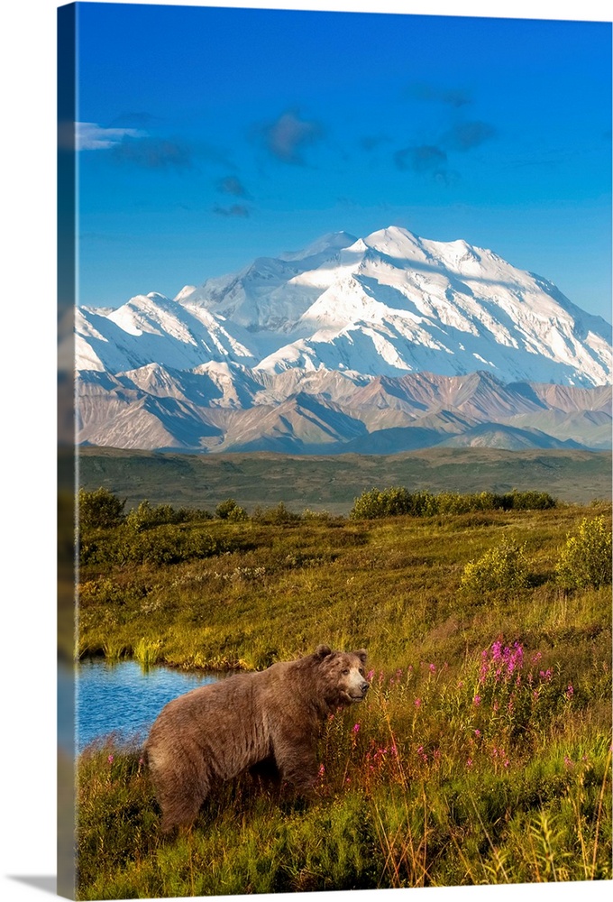 Brown bear (ursus arctos) walking in a grass meadow with Mount McKinley in the distance, Denali National Park and Preserve...
