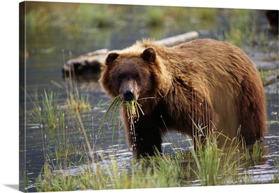 Brown Bear With Mouth Full Of Grass, Alaska Wildlife Conservation Center
