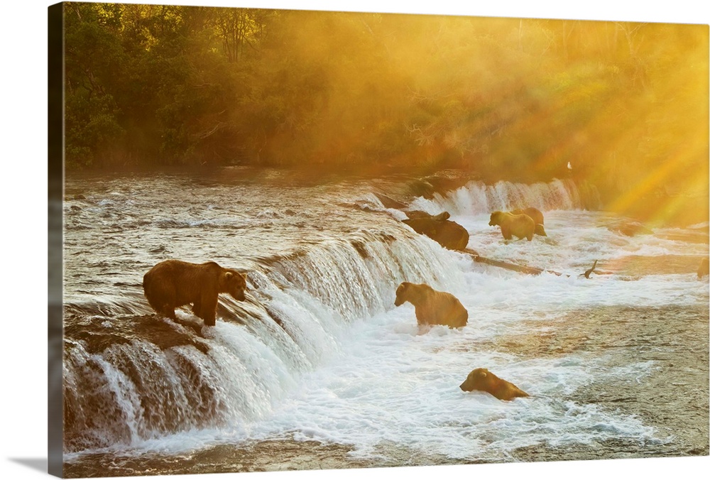 Brown bears (Ursus arctos) gathered at Brooks Falls to fish for salmon, Brooks River, Katmai National Park, Alaska.