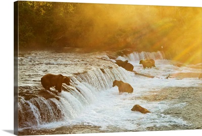 Brown bears gathered at Brooks Falls to fish for salmon, Katmai National Park, Alaska
