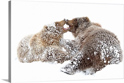 Brown Bears Play Together In Snow, Alaska Wildlife Conservation Center, Alaska