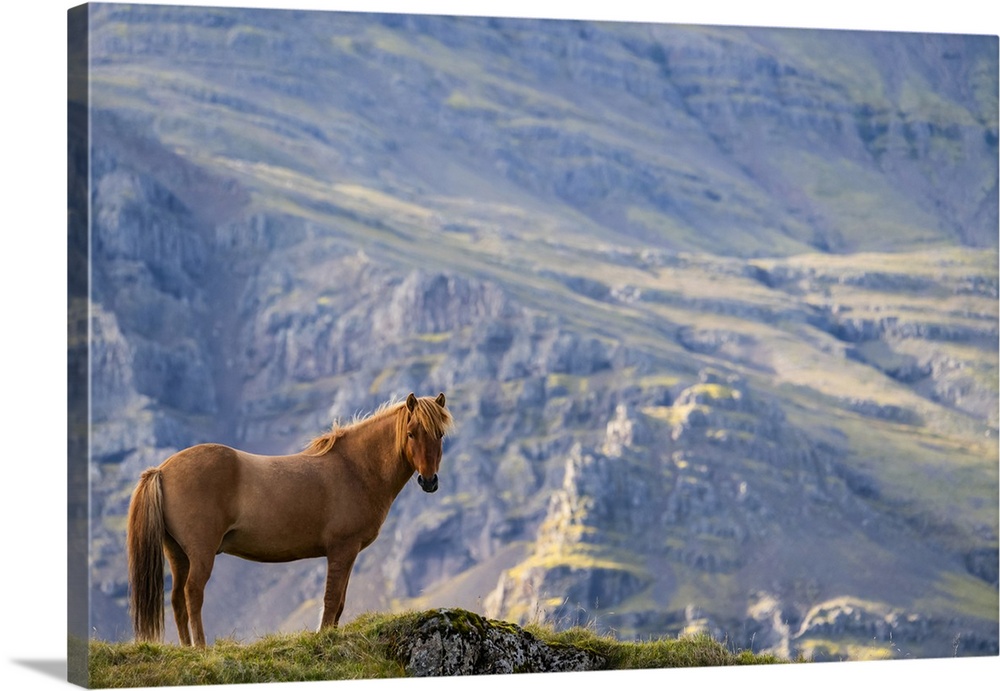 Brown Icelandic horse standing in a grass field with a mountain in the background; Iceland