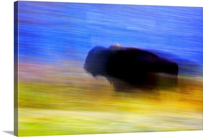 Buffalo In Motion