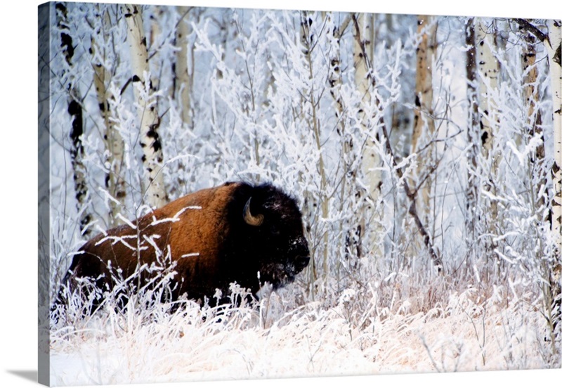 Buffalo In The Snow Wall Art, Canvas Prints, Framed Prints, Wall Peels