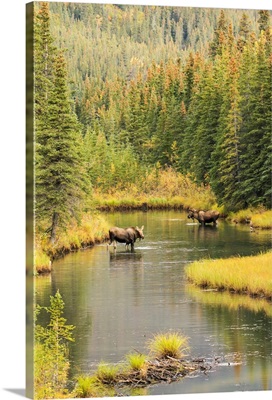 Bull and cow moose feeding in a shallow pond south of Cantwell, Alaska