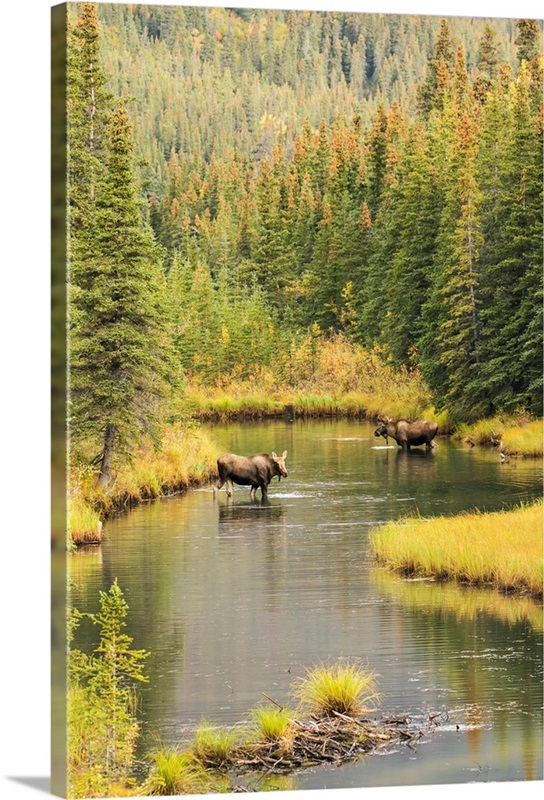 Bull and cow moose feeding in a shallow pond south of Cantwell, Alaska