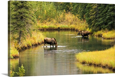 Bull and cow moose feeding in a shallow pond south of Cantwell, Alaska