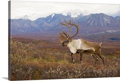Bull caribou on Autumn tundra with Alaska Range in the background