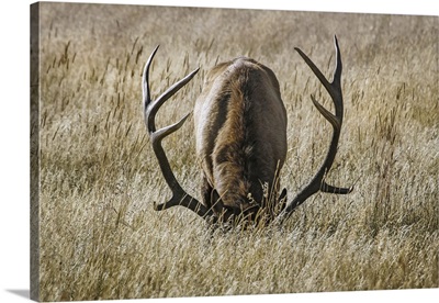 Bull Elk (Cervus Canadensis) Grazing With Head Down, Steamboat Springs, Colorado