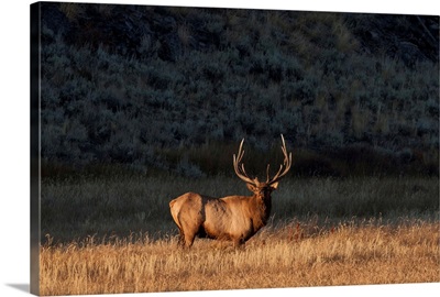 Bull elk (Cervus canadensis) stands in a prairie and looks at the camera in Yellowstone National Park; Wyoming, United States of America