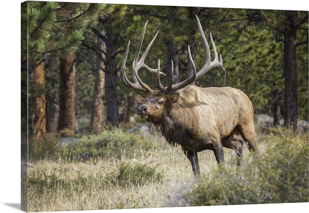 Bull elk (cervus canadensis), steamboat springs, Colorado, united states of America.