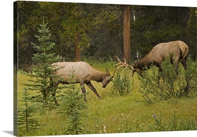 Bull Elk Fighting, Banff National Park, Banff, Alberta, Canada