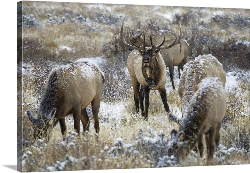 Bull elk (cervus canadensis) grazing in the light snow-cover, steamboat springs, Colorado, united states of America.