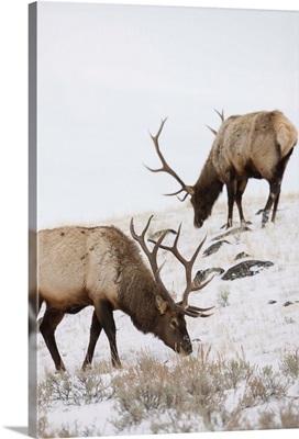 Bull elks (Cervus canadensis) graze in a snow covered prairie in Yellowstone National Park; Wyoming, United States of America
