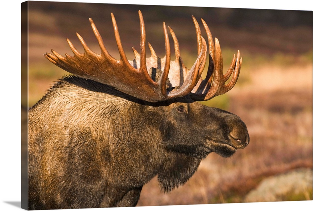 Bull Moose Along Powerline Pass, Chugach State Park, Chugach Mountains, Alaska