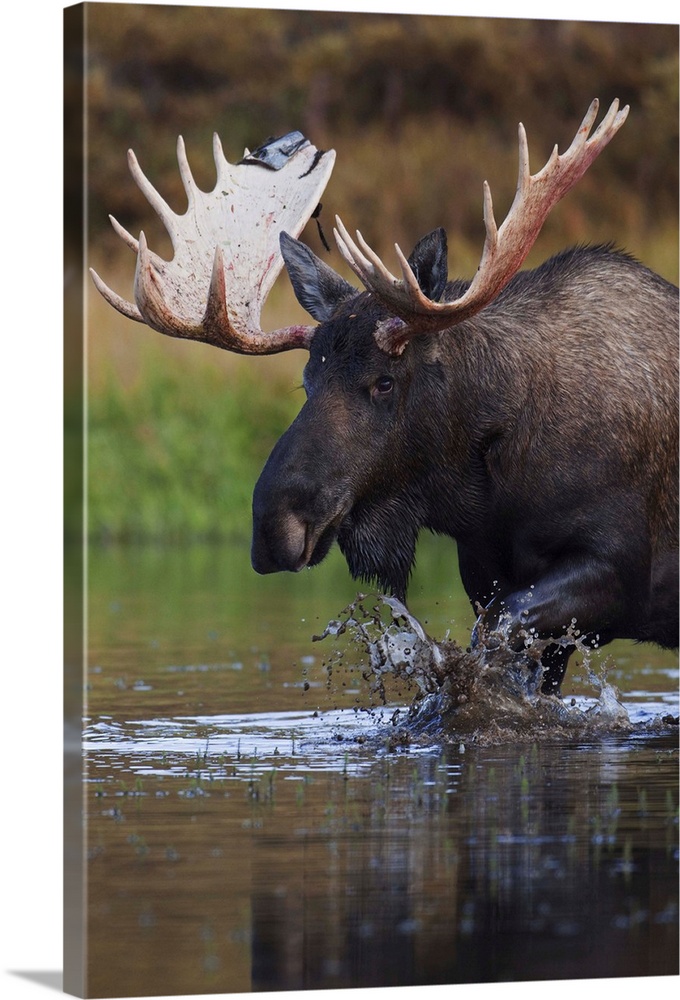 Bull Moose Walks Through A Pond In Denali National Park, Interior Alaska