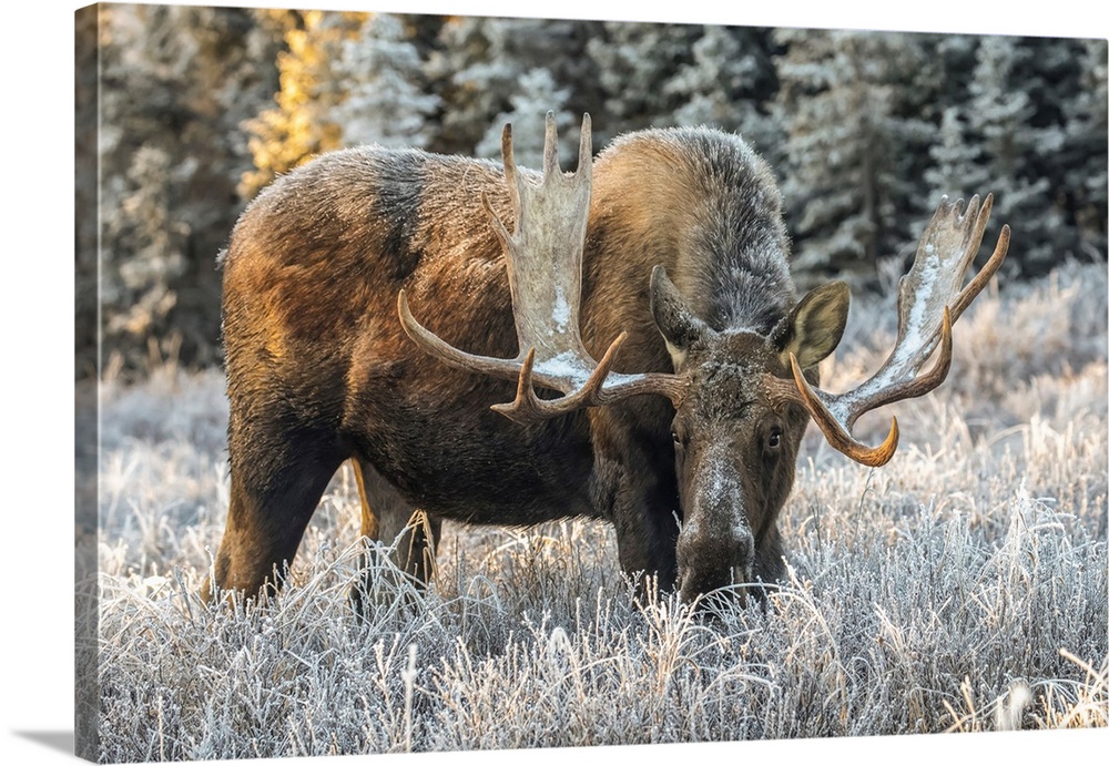 Mature bull moose (alces alces) feeding in early morning with hoar frost in in the field, south anchorage, south-central A...