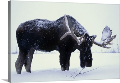 Bull Moose Foraging For Food In Snow At Alaska Wildlife Conservation Center
