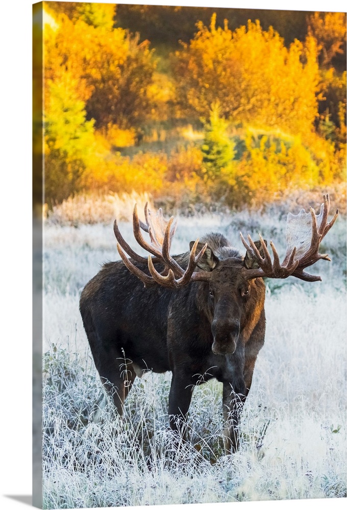 Bull moose (alces alces) in a frosty field in autumn at sunrise on a cold morning, South-central Alaska; Anchorage, Alaska...