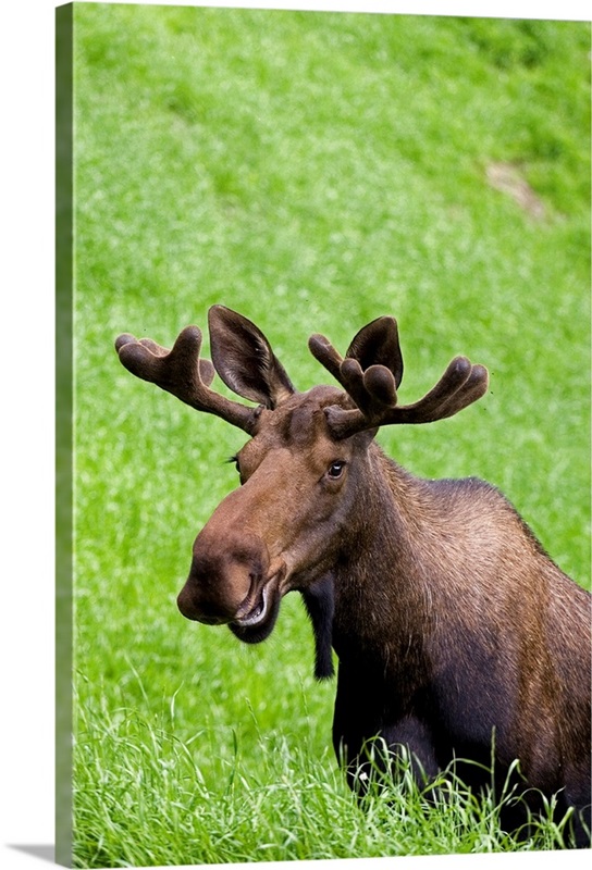 Bull Moose at Sunset, Eagle River Nature Center, Alaska, 24x36 Canvas  PrintOnline StoreColin Tyler Photography