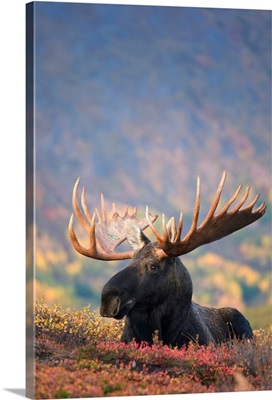 Bull Moose, Powerline Pass, Chugach State Park, Chugach Mountains, Alaska