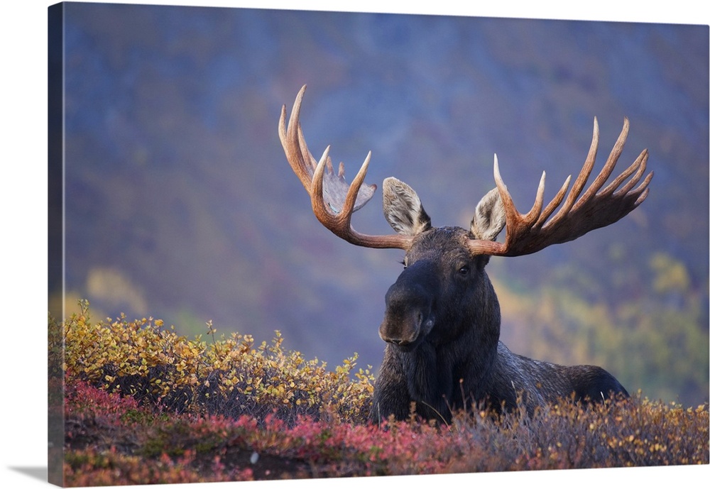 Bull Moose Bedded Down During Autumn, Powerline Pass, Chugach State Park, Chugach Mountains, Alaska