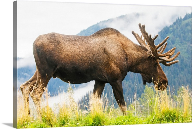 Bull Moose Lake Animal Canada Canvas Poster Wall Art Print Picture Framed CH935