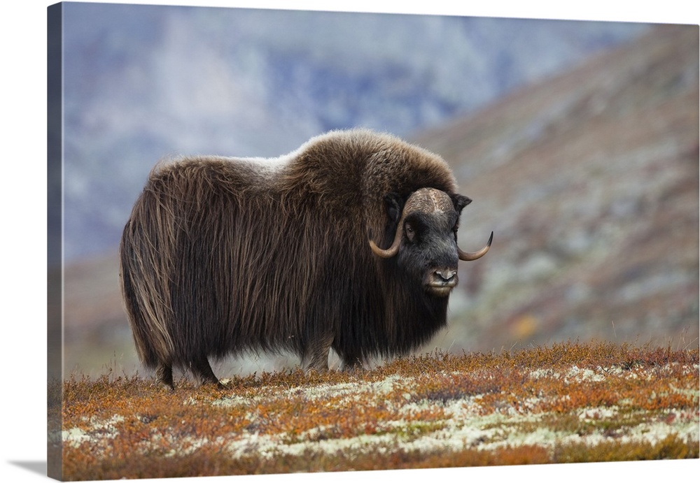 Bull Muskox on Tundra, Dovrefjell-Sunndalsfjella National Park, Norway
