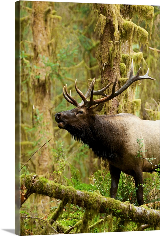 Close up of a bull Roosevelt elk bugling in the Hoh rainforest, Olympic Peninsula, Washington