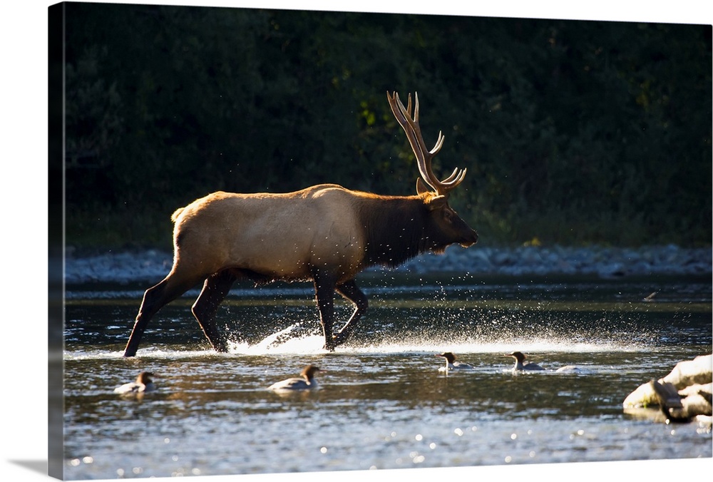 Bull Roosevelt elk (Cervus canadensis roosevelti) crossing river with mergansers in the foreground, Washington.