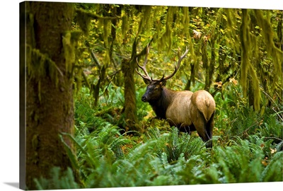 Bull Roosevelt elk framed by rainforest foliage, Washington
