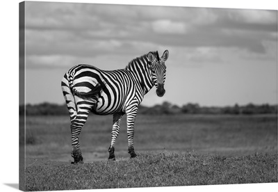 Burchell's Zebra Standing On The Savanna, The Grumeti Serengeti Tented Camp, Tanzania