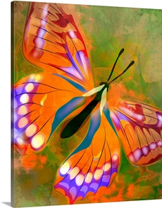 butterfly illustration