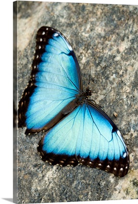 Butterfly, Niagara Botanical Gardens, Niagara Falls, Ontario, Canada