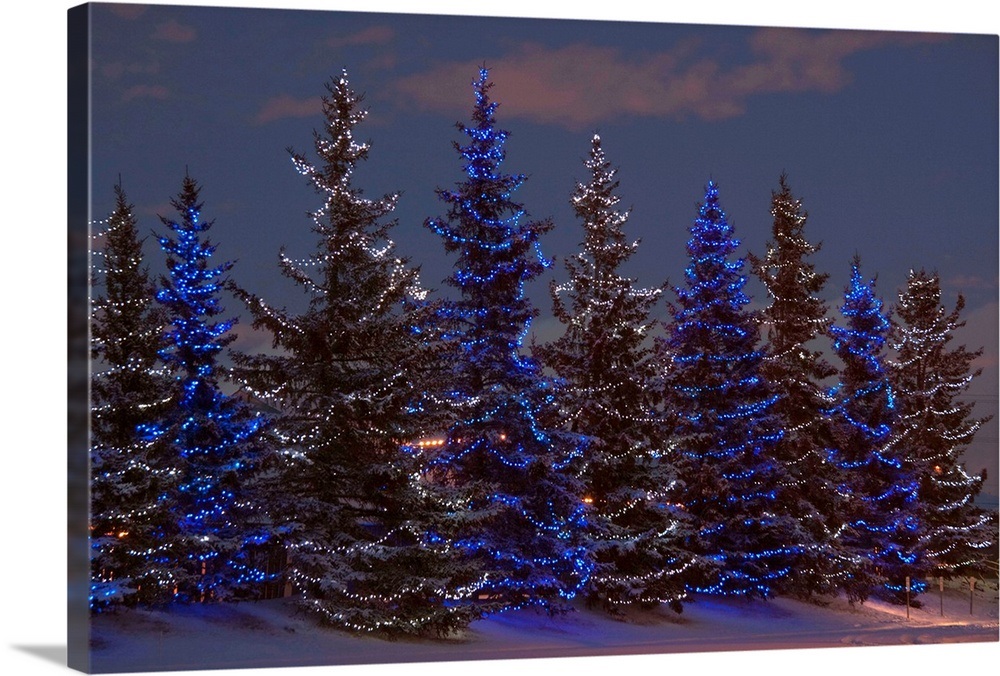 Calgary, Alberta, Canada, A Row Of Evergreen Trees With Christmas