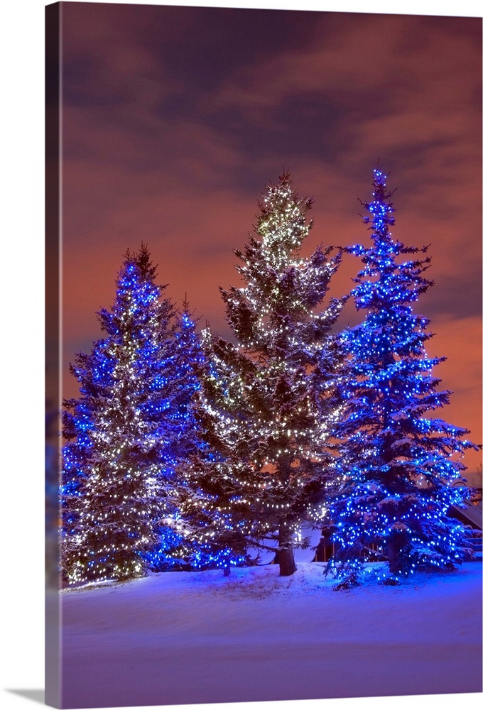 Calgary, Alberta, Canada, Christmas Lights On Evergreen Trees At Sunset