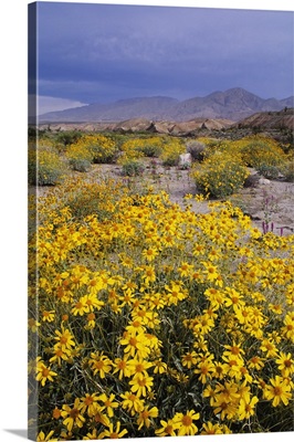 California, Anza-Borrego Desert State Park, Desert Landscape With Brittlebush