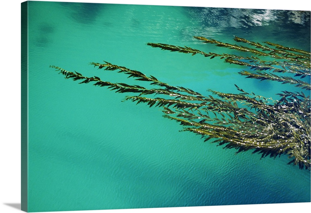 California, Big Sur Coast, Seaweed Floating In Turquoise Ocean Water