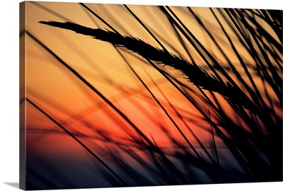 California, Colorful Sunset Through Beach Grass