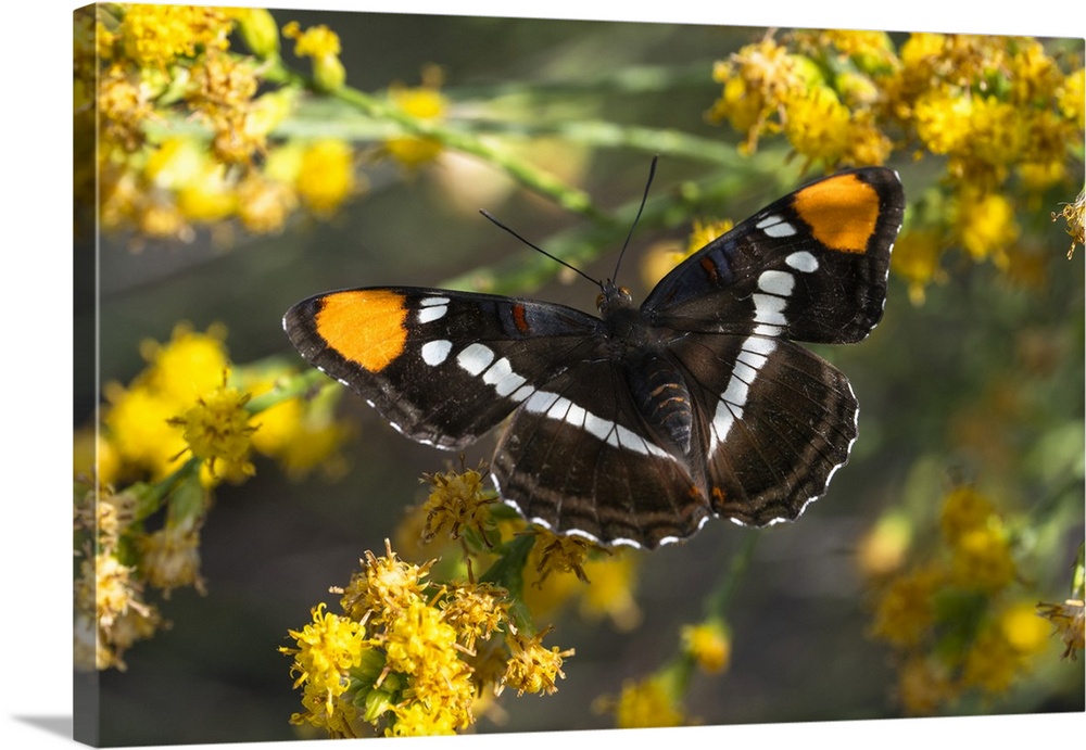 Close-up portrait of a California Sister Butterfly (Adelpha californica) perched on bright yellow, flowering plant in the ...