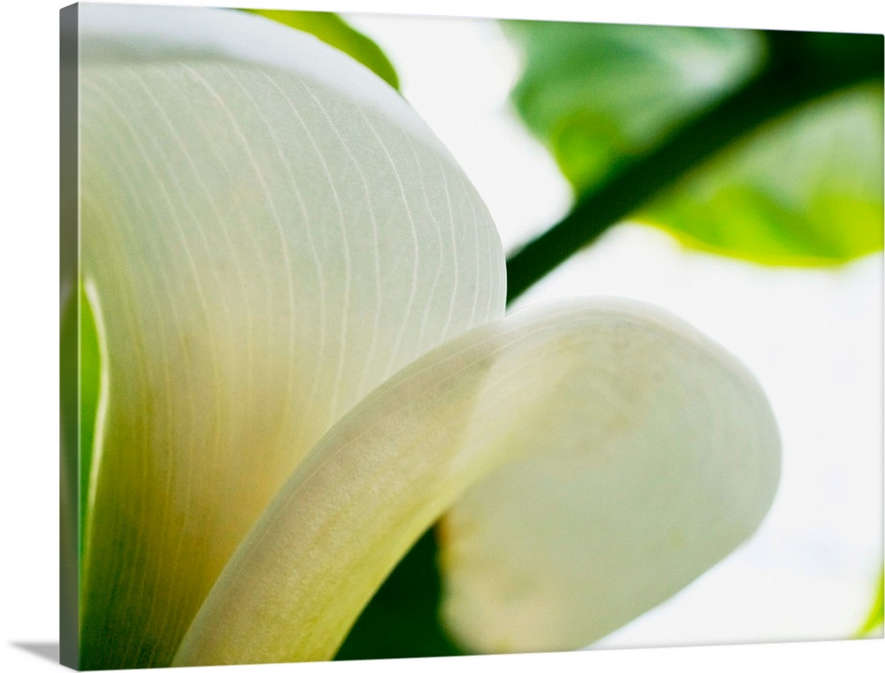 A big piece that is a closely taken photograph of a white calla lily from the side. Leaves and stems are out of focus in t...