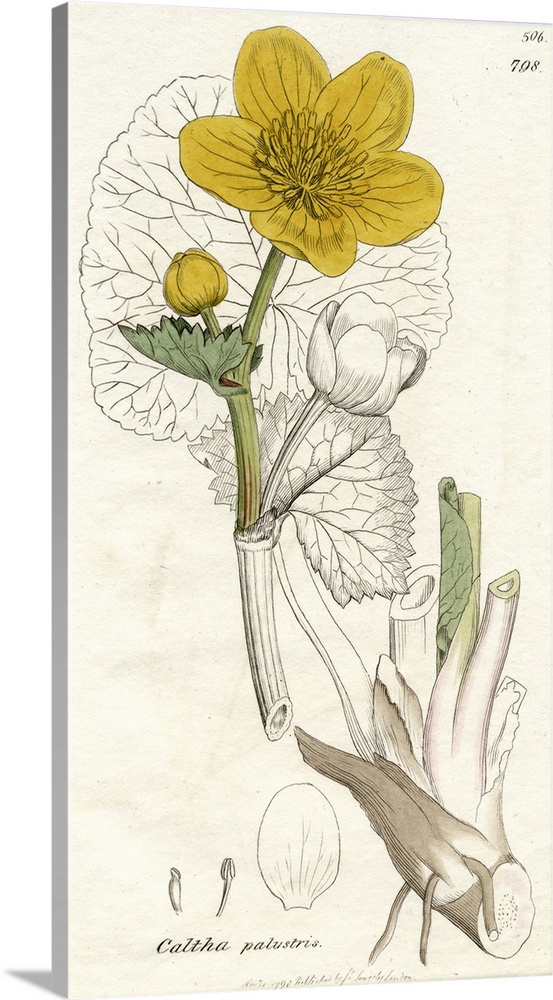 Caltha Palustris-Marsh Marigold, 1798 Print By James Sowerby (1757-1822), British Botanical Artist. From The Book "English...