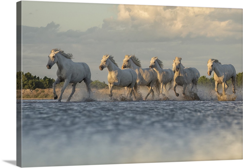 Camargue horses running through the water in the south of France. A fine example of the power in these amazing animals; Sa...
