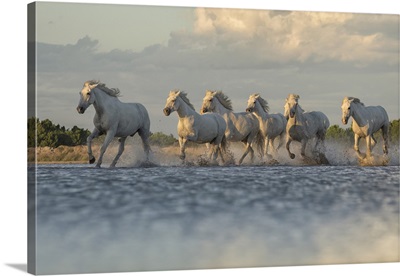 Camargue Horses Running Through The Water, Saintes-Maries-De-La-Mer, France