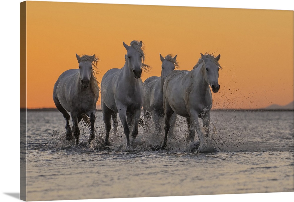 Camargue horses running through the water at sunrise in the south of France. A fine example of the power in these amazing ...