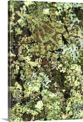 Camouflaged Vietnamese Mossy Tree Frog