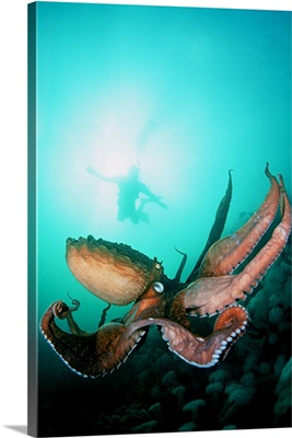 Canada, British Columbia, Giant Pacific Octopus With Diver