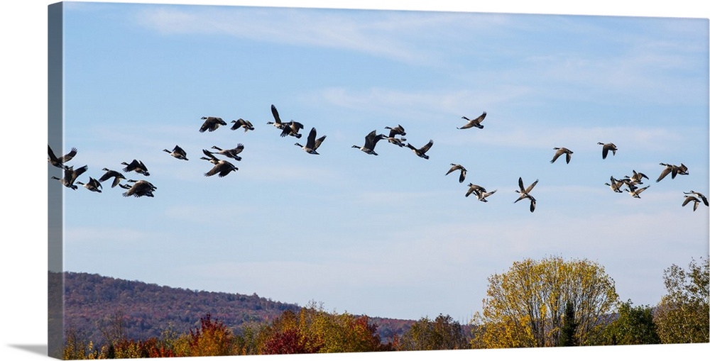 Canada geese (Branta canadensis) in flight in a blue sky with cloud and autumn coloured foliage on the hills below; Fulfor...